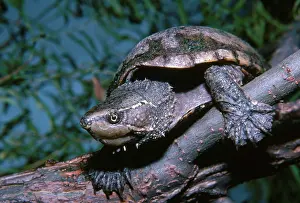 Kinosternidae: Musk Turtle