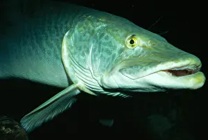 Esox: Muskellunge