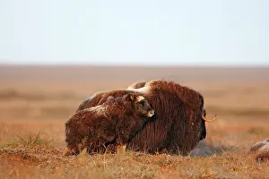Musky: Muskox