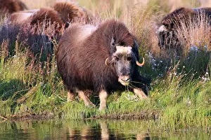Musky: Muskox