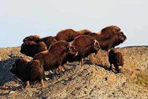 Musky: Muskox