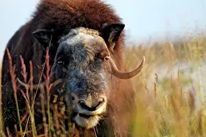 Musky: Muskox