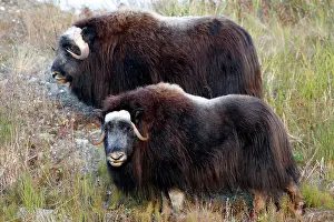 Musky: Muskox