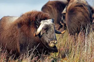 Musky: Muskox