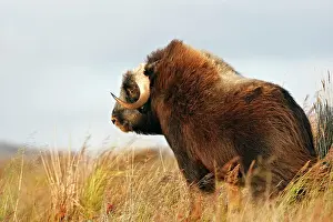 Musky: Muskox
