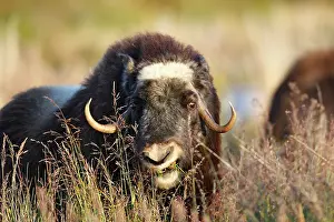 Musky: Muskox
