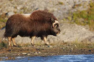 Musky: Muskox