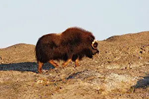 Musky: Muskox