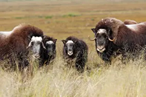 Musky: Muskox
