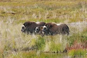 Musky: Muskox