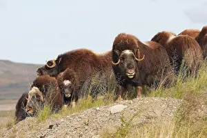 Musky: Muskox