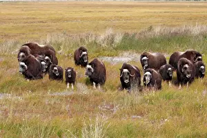 Musky: Muskox