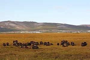 Musky: Muskox