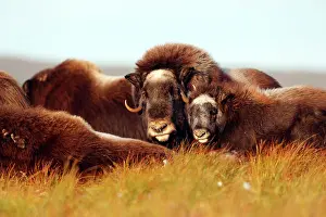 Musky: Muskox