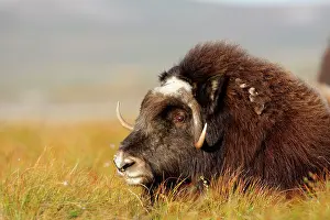 Musky: Muskox