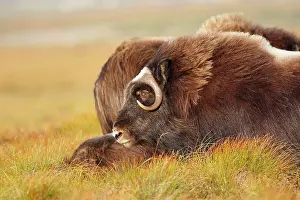 Musky: Muskox