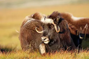 Musky: Muskox