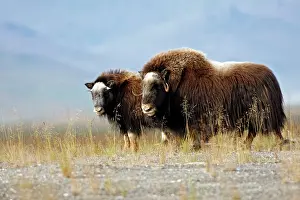Musky: Muskox