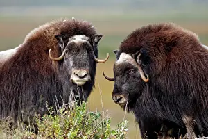 Musky: Muskox