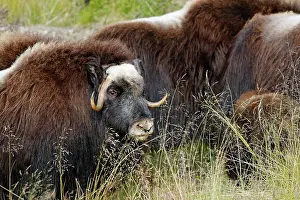 Musky: Muskox