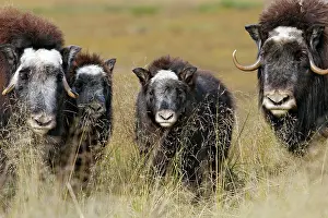 Musky: Muskox