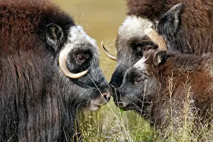 Musky: Muskox