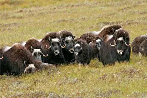 Musky: Muskox