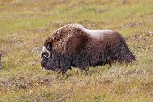 Musky: Muskox
