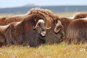 Musky: Muskox