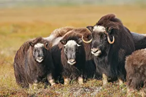 Musky: Muskox