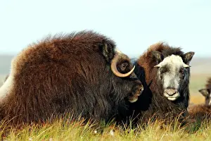 Musky: Muskox