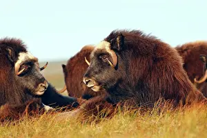 Musky: Muskox