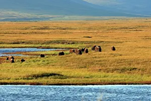 Musky: Muskox