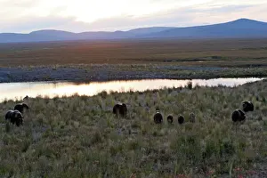 Musky: Muskox