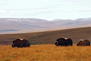 Musky: Muskox