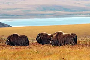 Musky: Muskox