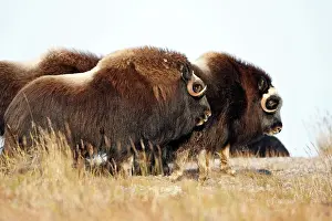 Musky: Muskox