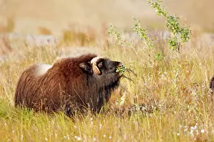 Musky: Muskox