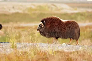 Musky: Muskox