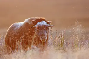 Musky: Muskox
