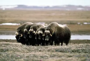 Ovibos: Muskox