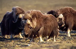 Ovibos: Muskox
