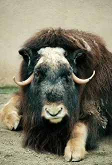 Ovibos: MUSKOX
