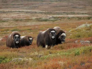 Ovibos: Muskox