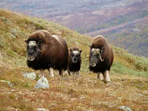 Ovibos: Muskox