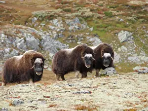 Ovibos: Muskox