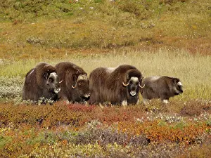 Ovibos: Muskox