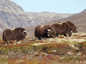 Ovibos: Muskox