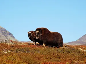 Ovibos: Muskox