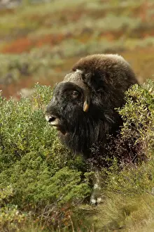Ovibos: Muskox